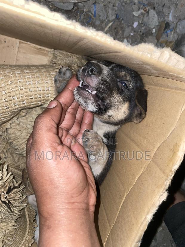 1-3 months Male Mixed Breed Rottweiler - thumbnail 3