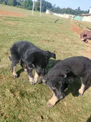 1-3 months Male Purebred German Shepherd