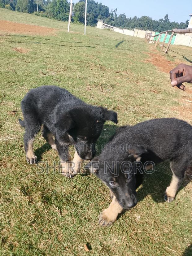 1-3 months Male Purebred German Shepherd - main view