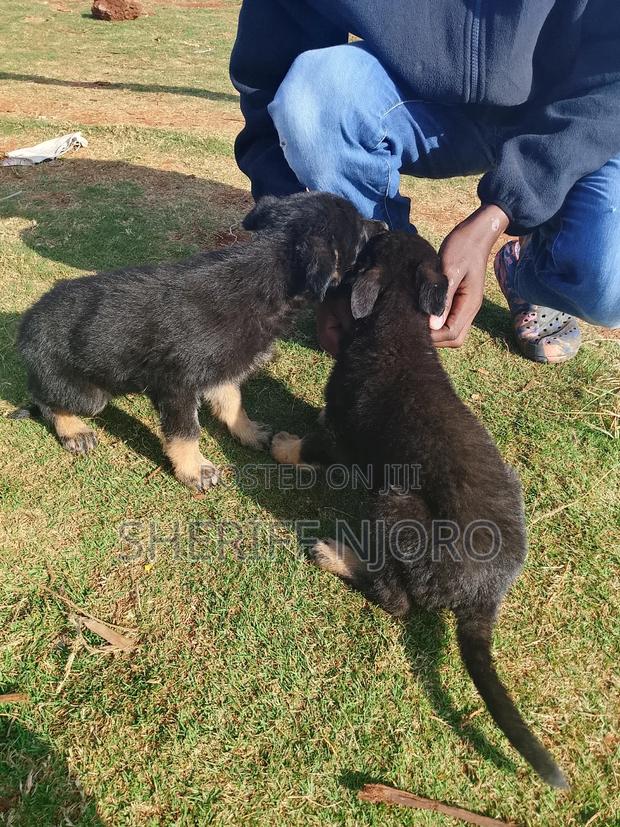 1-3 months Male Purebred German Shepherd - thumbnail 2
