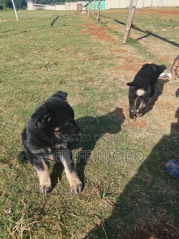1-3 months Male Purebred German Shepherd - thumbnail 4
