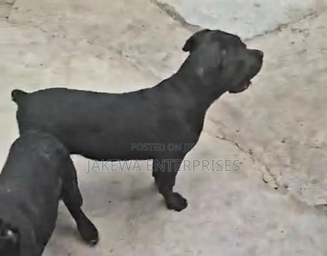 1-3 months Male Purebred Cane Corso
