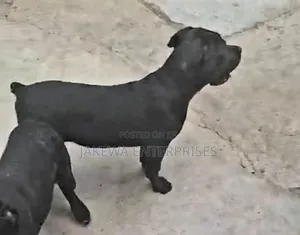 1-3 months Male Purebred Cane Corso