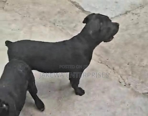 1-3 months Male Purebred Cane Corso