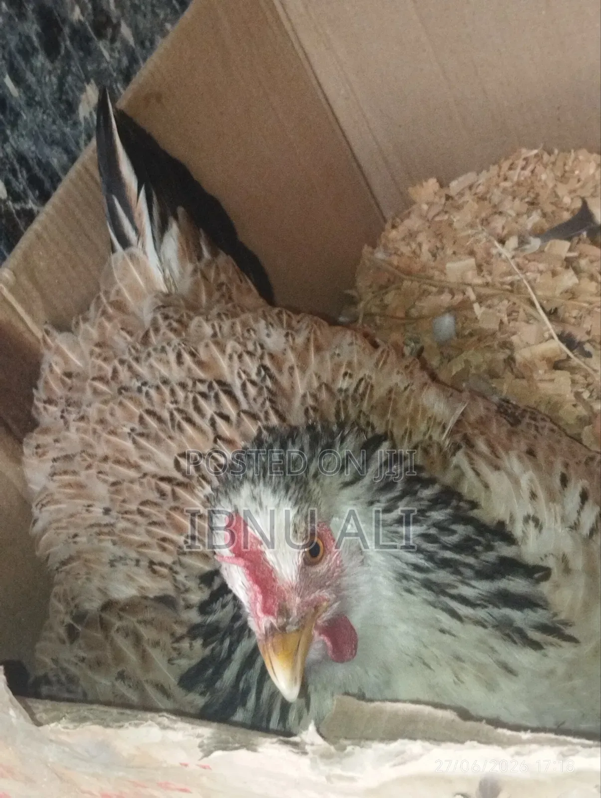 Chicken With Chicks