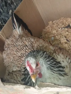 Chicken With Chicks