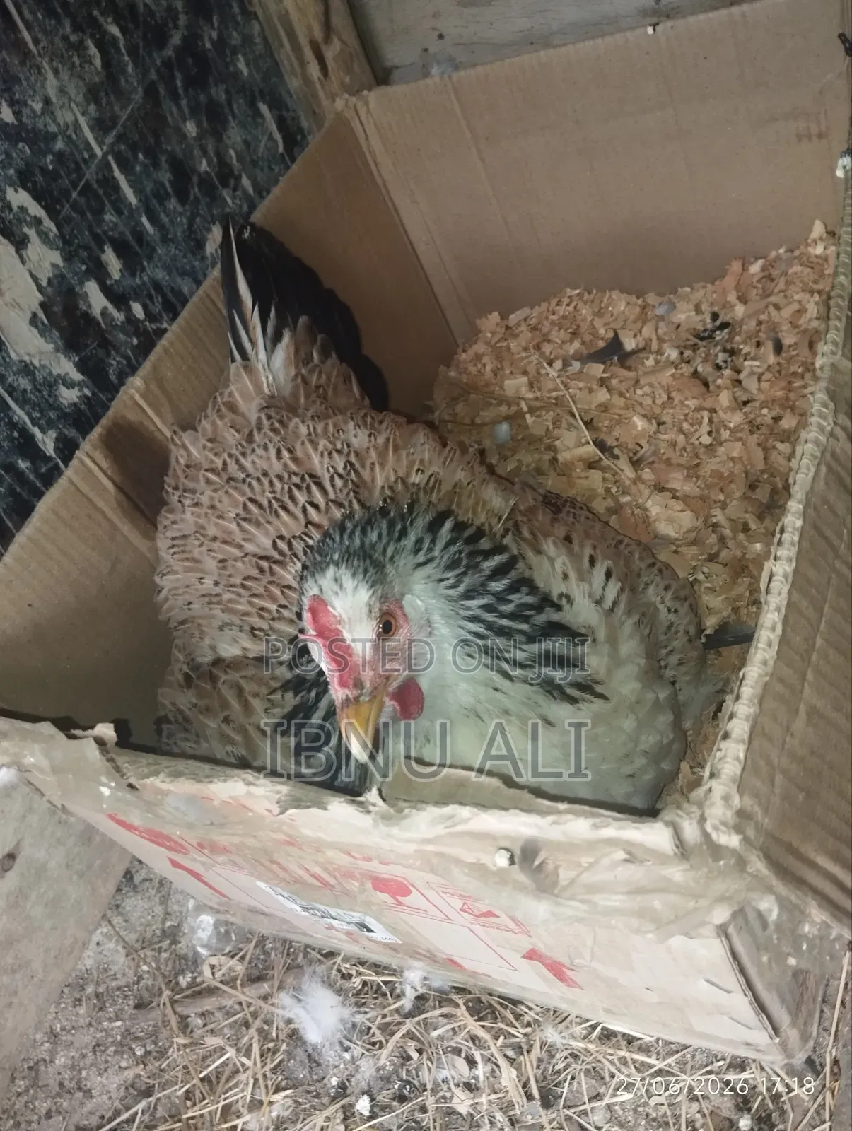Chicken With Chicks