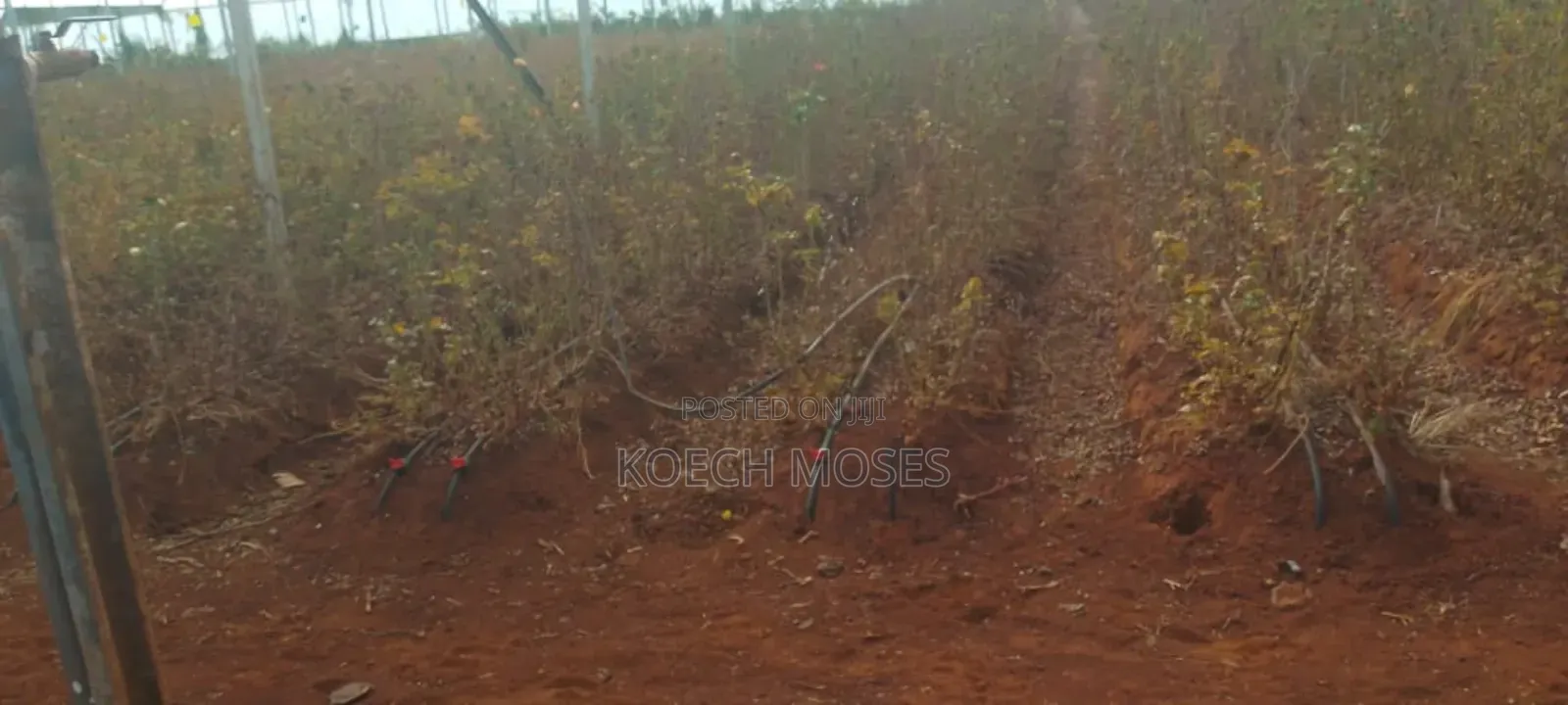 347 Acres of Prime Agricultural Land for Sale in Kuresoi North.
