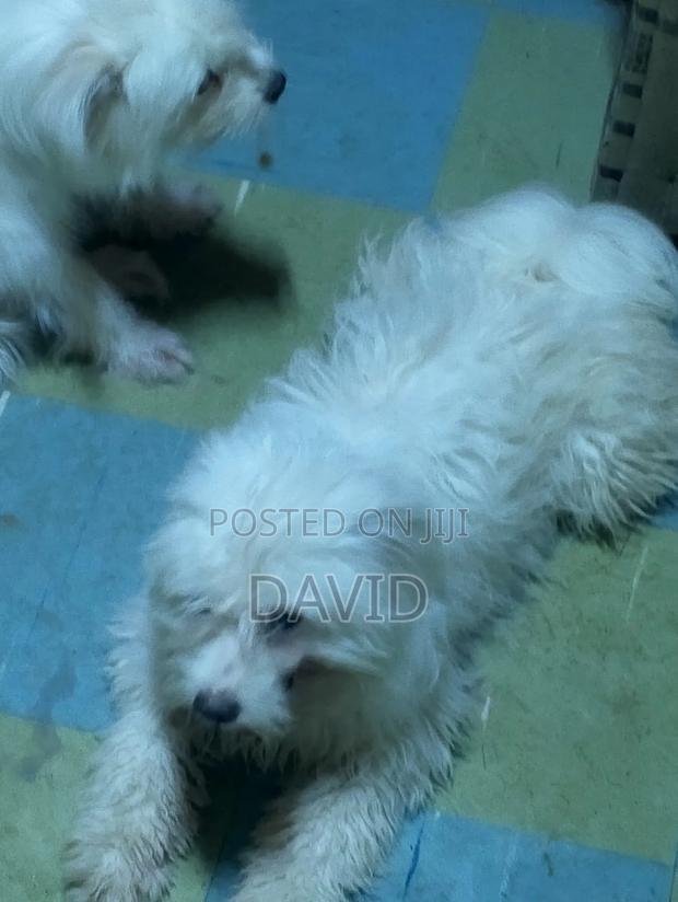 1+ year Male Mixed Breed Maltese