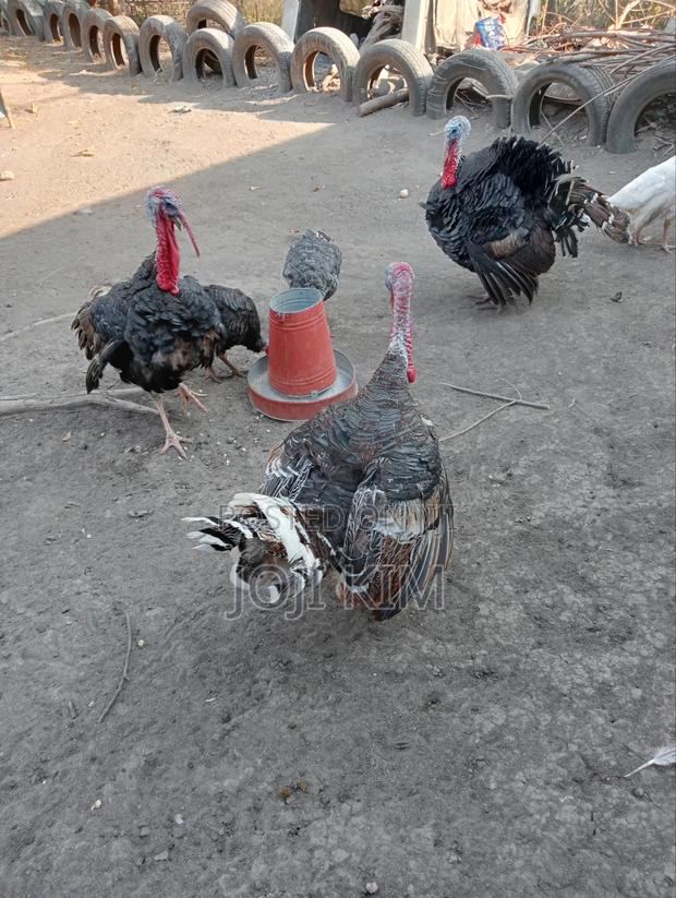Mature Turkeys - thumbnail 2