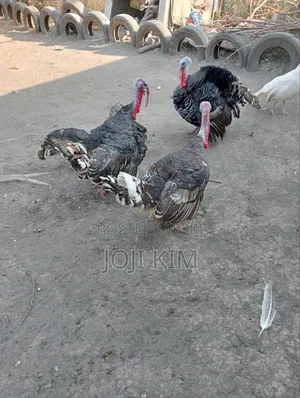 Mature Turkeys