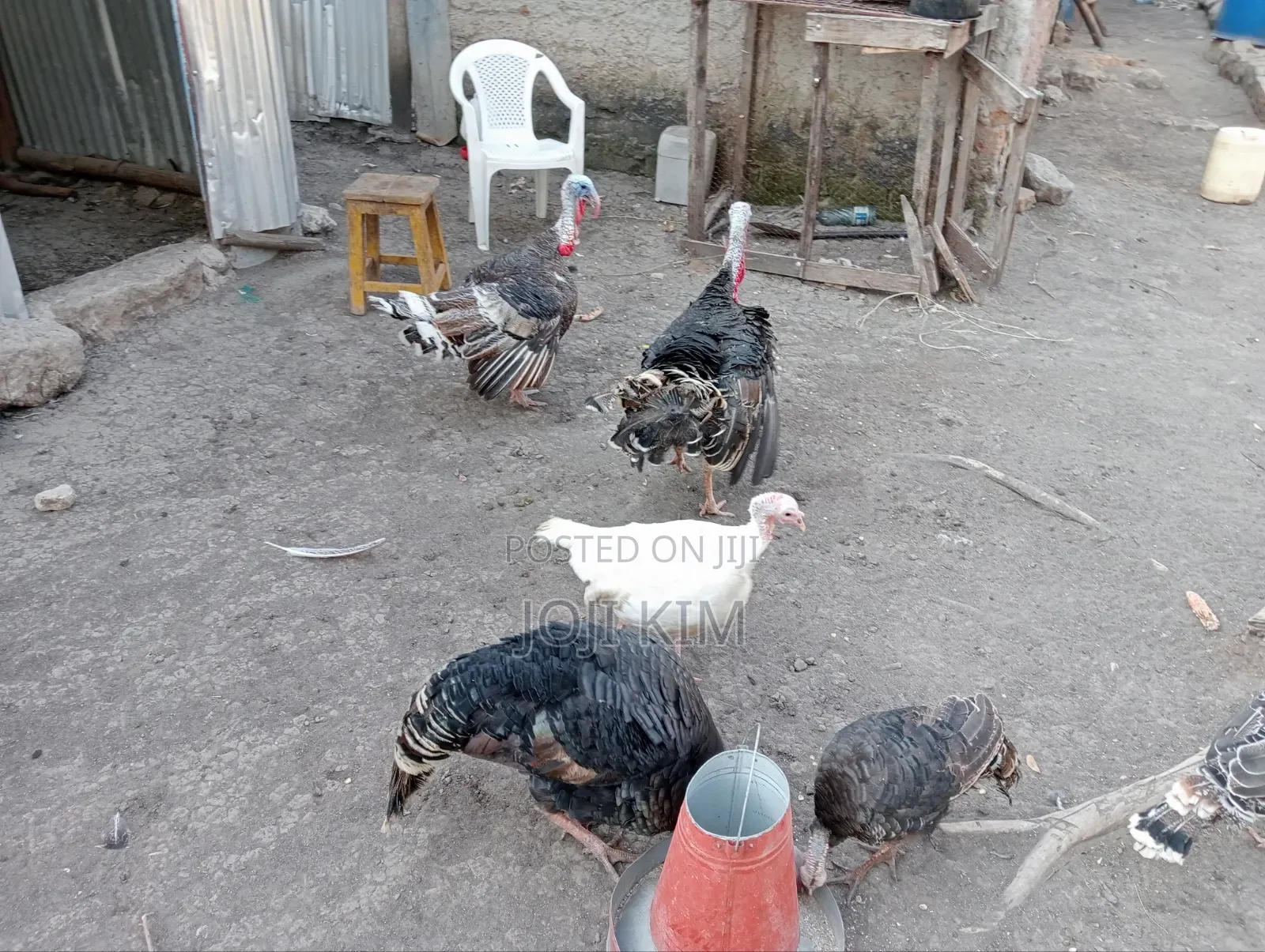 Mature Turkeys