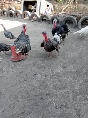 Mature Turkeys