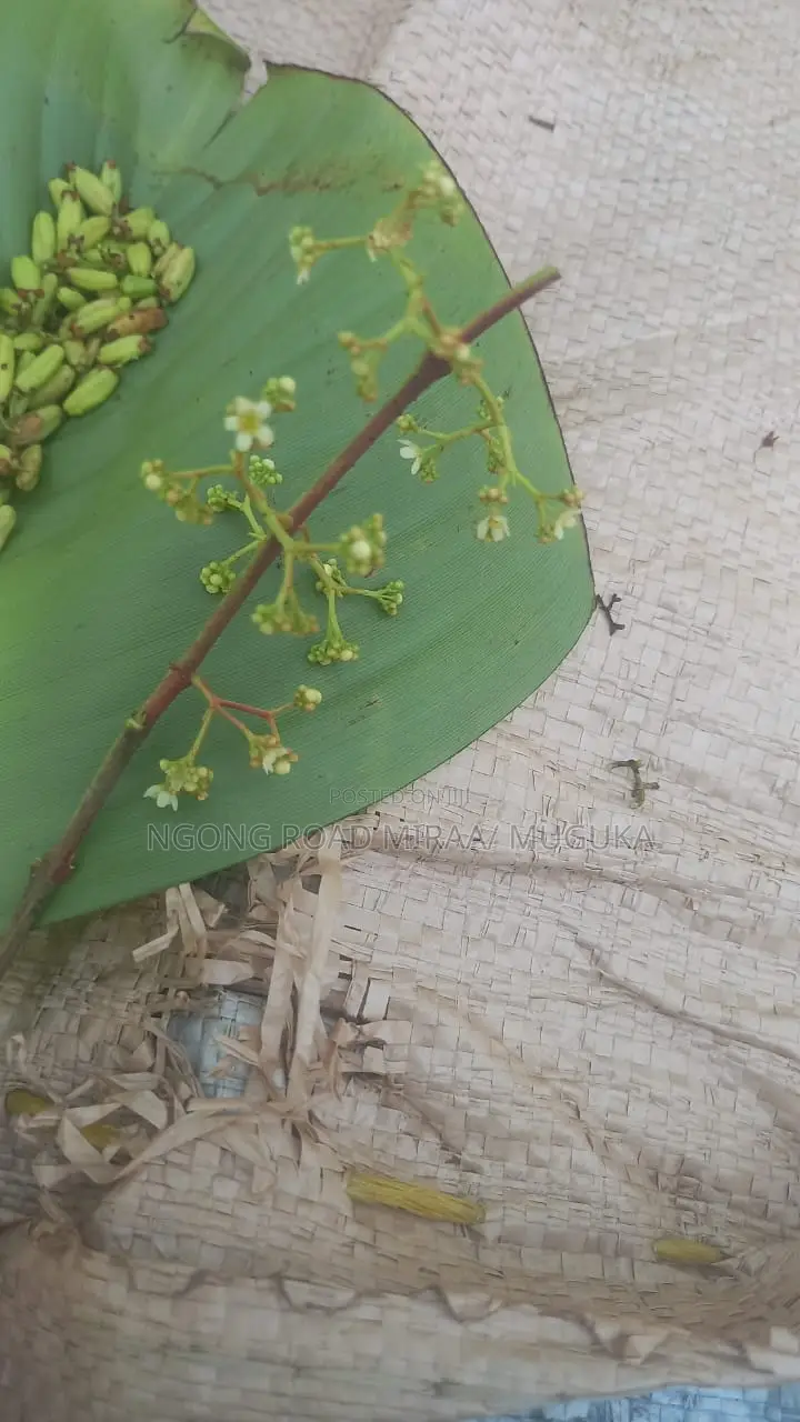 Miraa Seedlings
