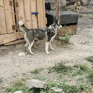 6-12 months Female Purebred Siberian Husky