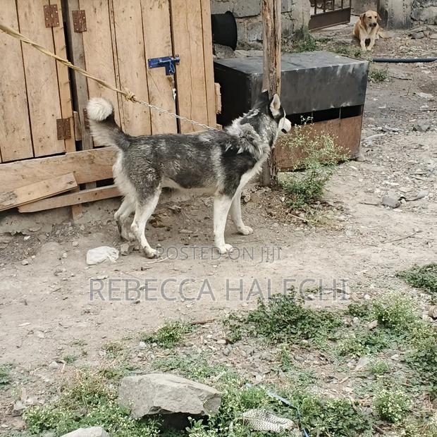 6-12 months Female Purebred Siberian Husky