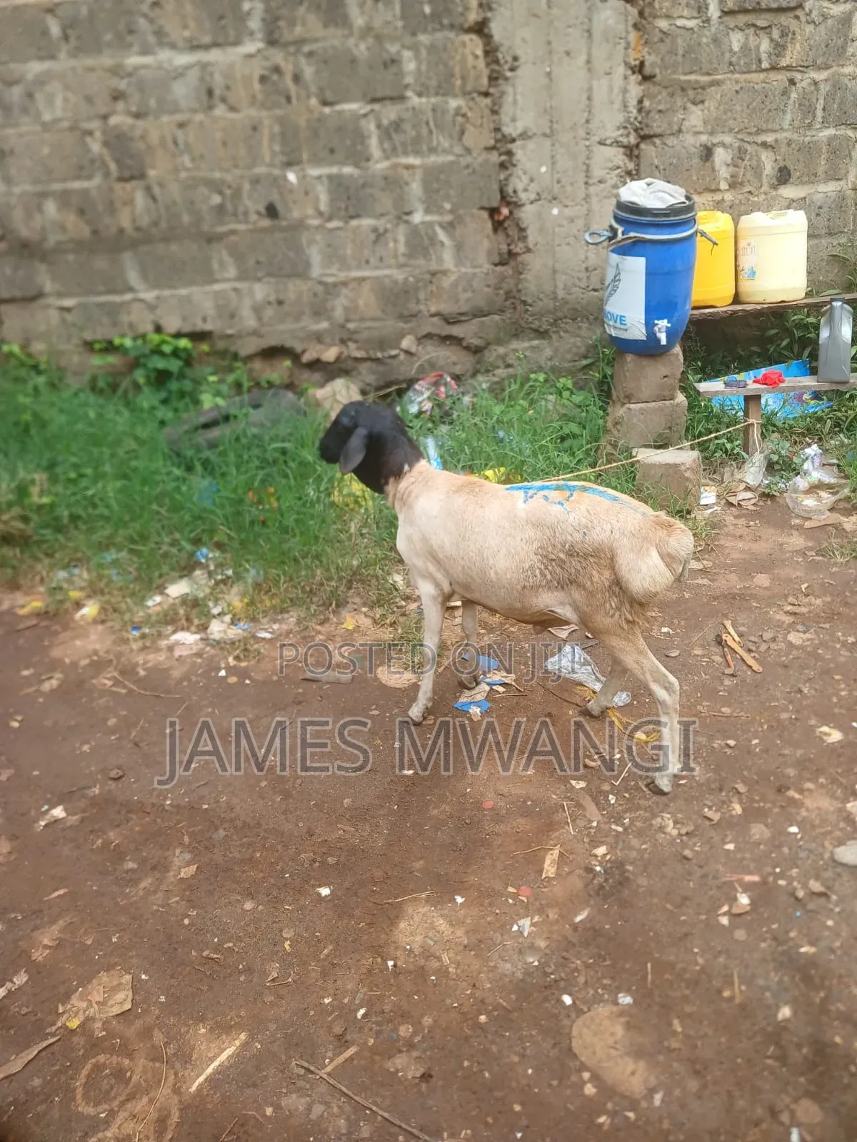 Goat for Sale