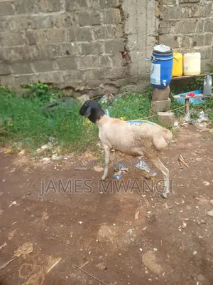 Goat for Sale
