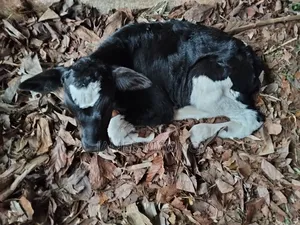 Goat for Sale