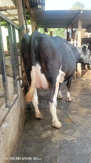 8.5 Months Incalf Extra Giant Heifer