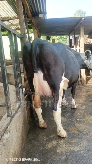 8.5 Months Incalf Extra Giant Heifer