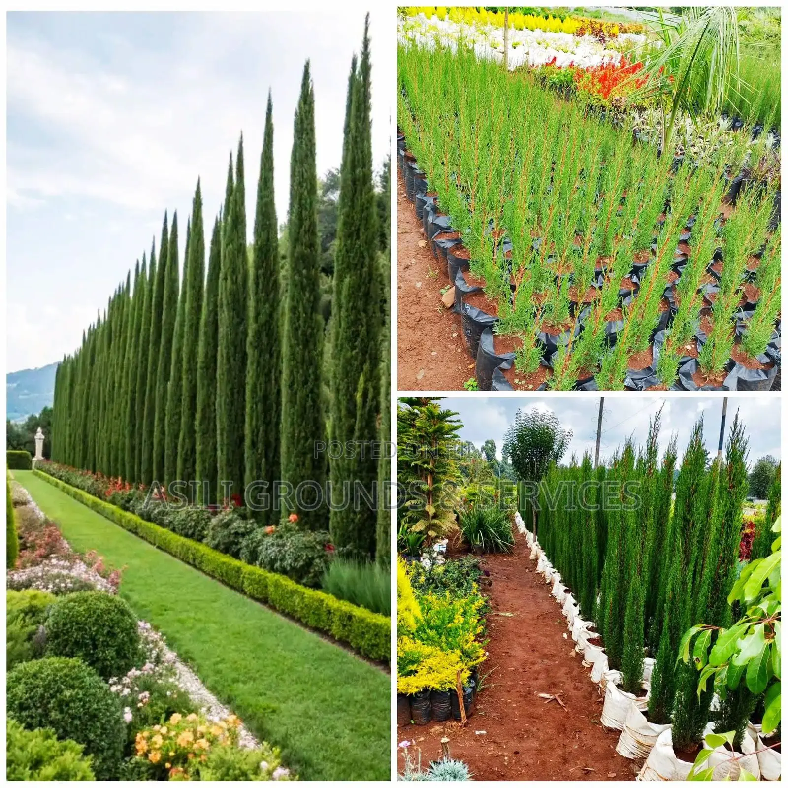 Landscaping, Gardening