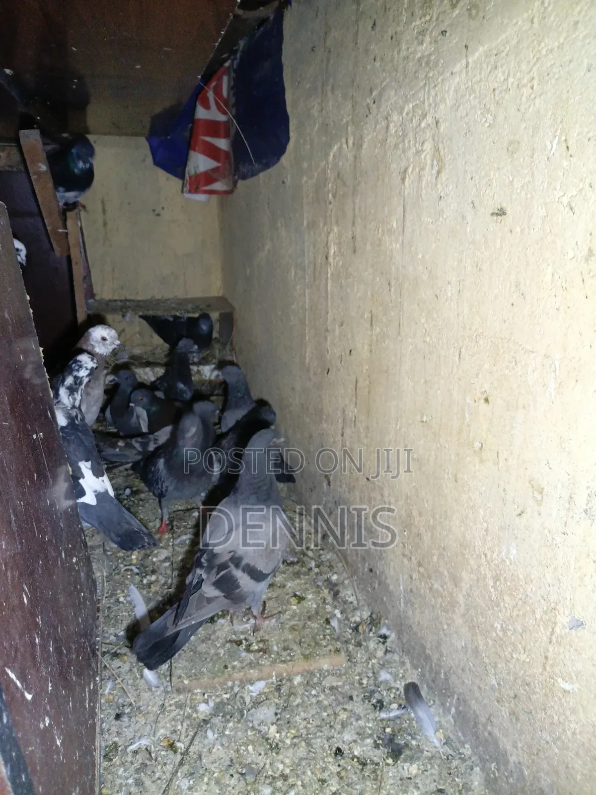 Pigeions for Sell