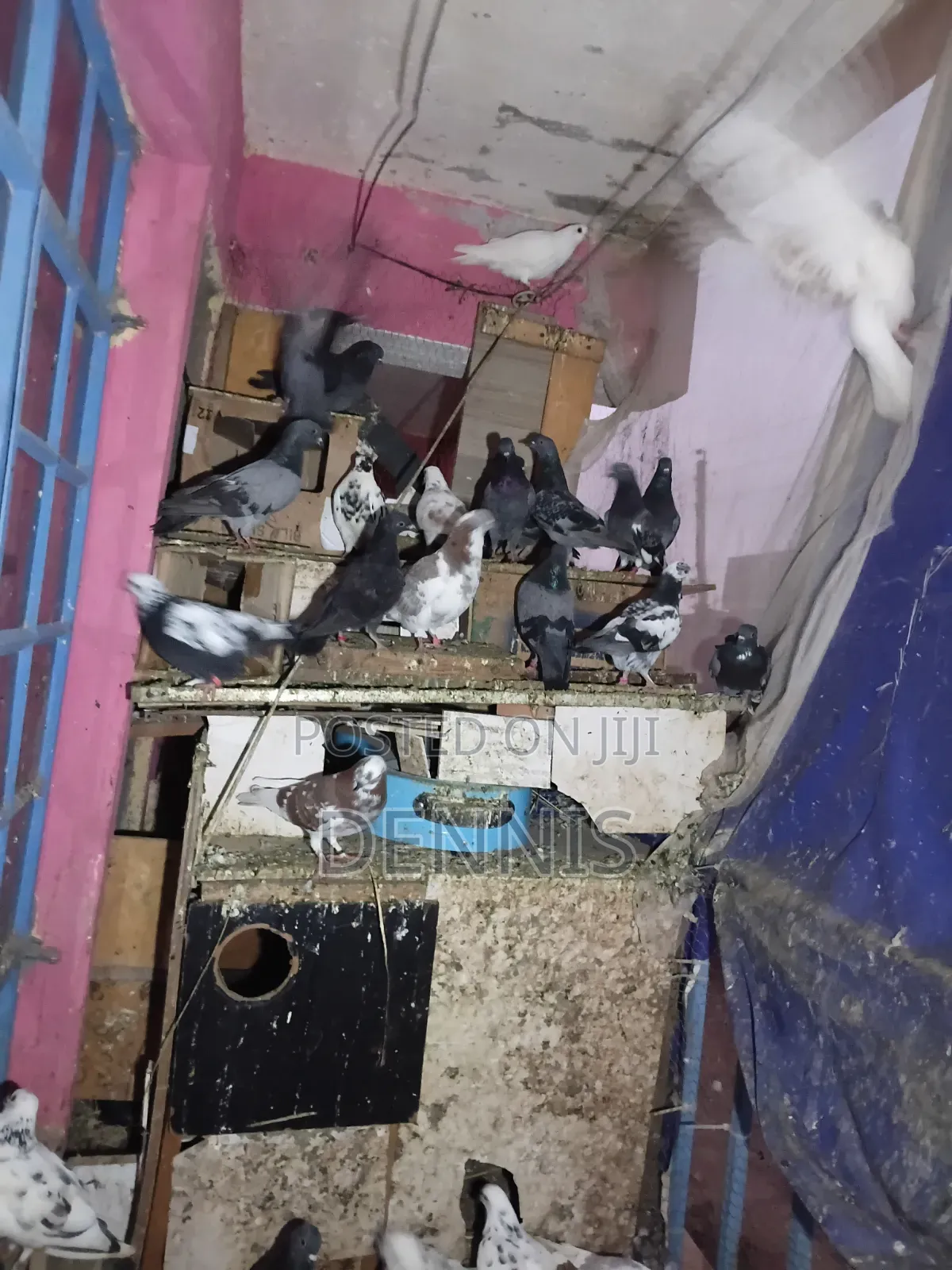 Pigeions for Sell