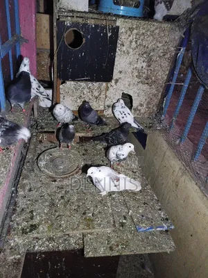 Pigeions for Sell