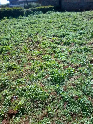 Kamandura Rironi 50x100 Ploi