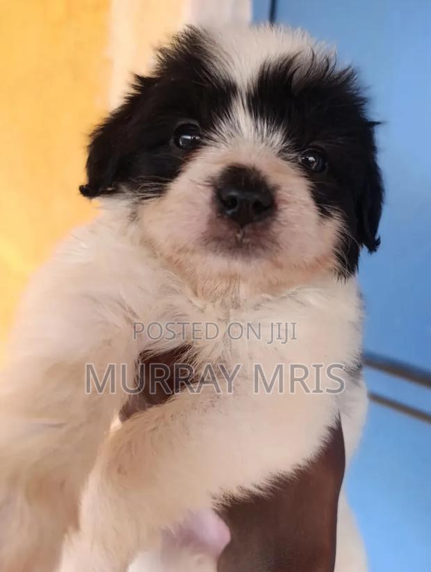 1-3 months Female Purebred Havanese - thumbnail 2