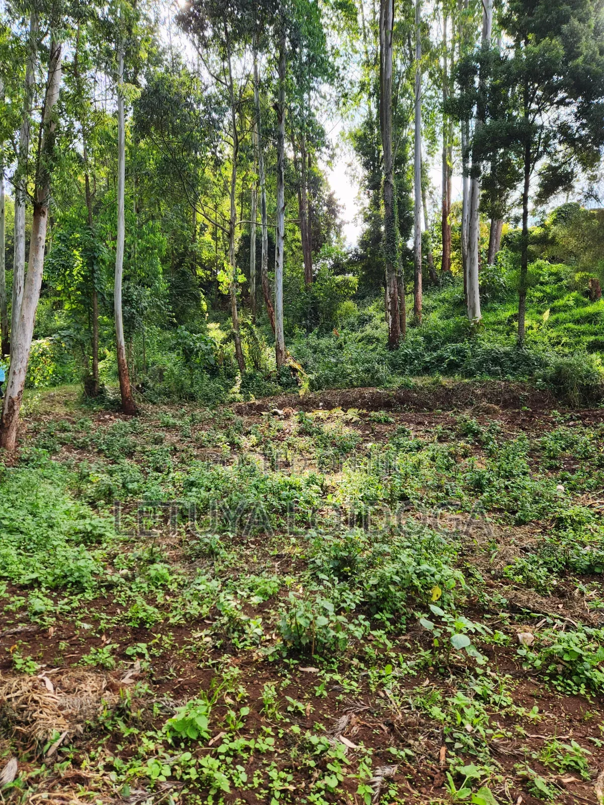 1 Acre Ngong-Kahara (Fronting Ngong-Kahara Road)