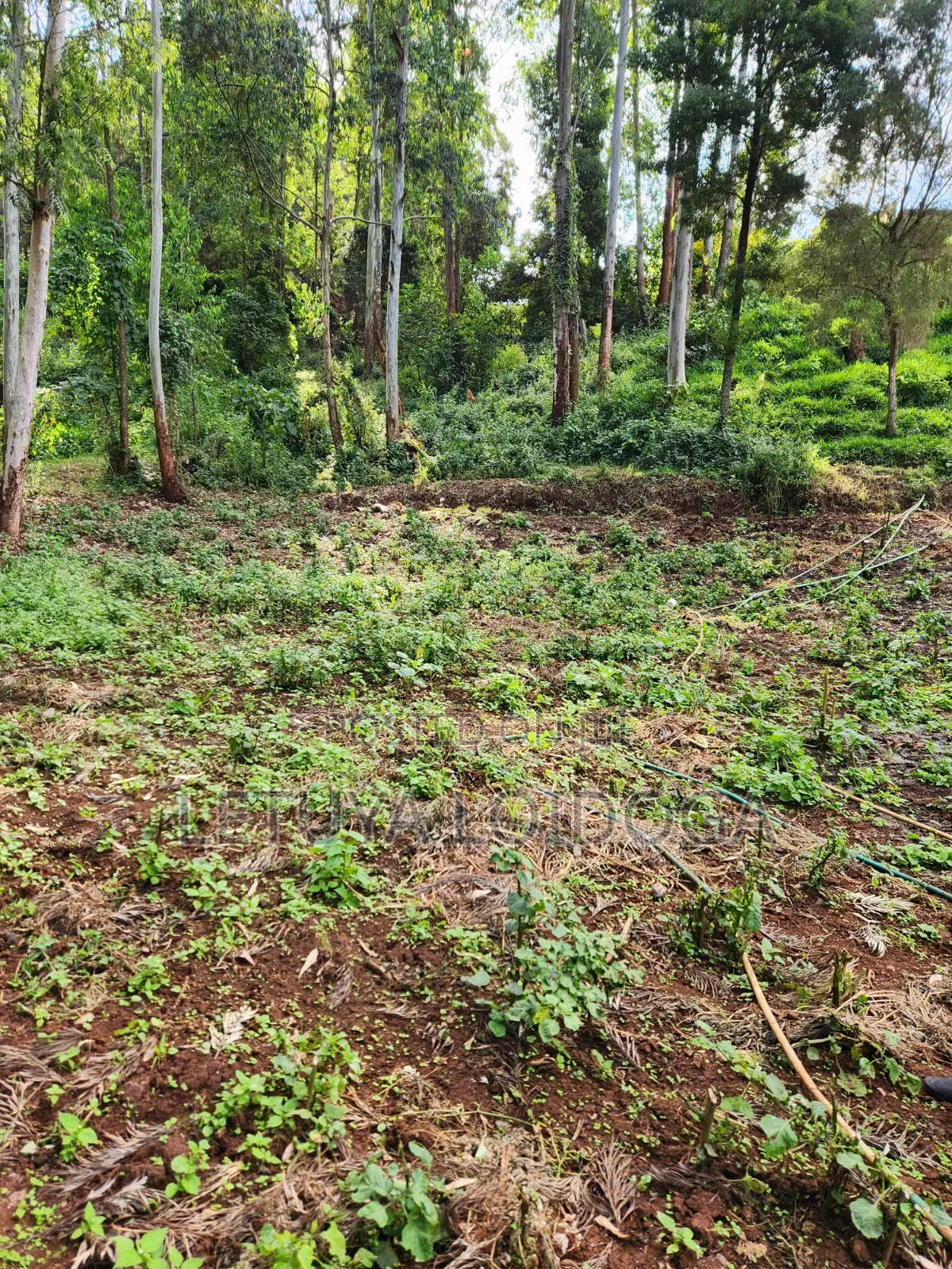 1 Acre Ngong-Kahara (Fronting Ngong-Kahara Road)