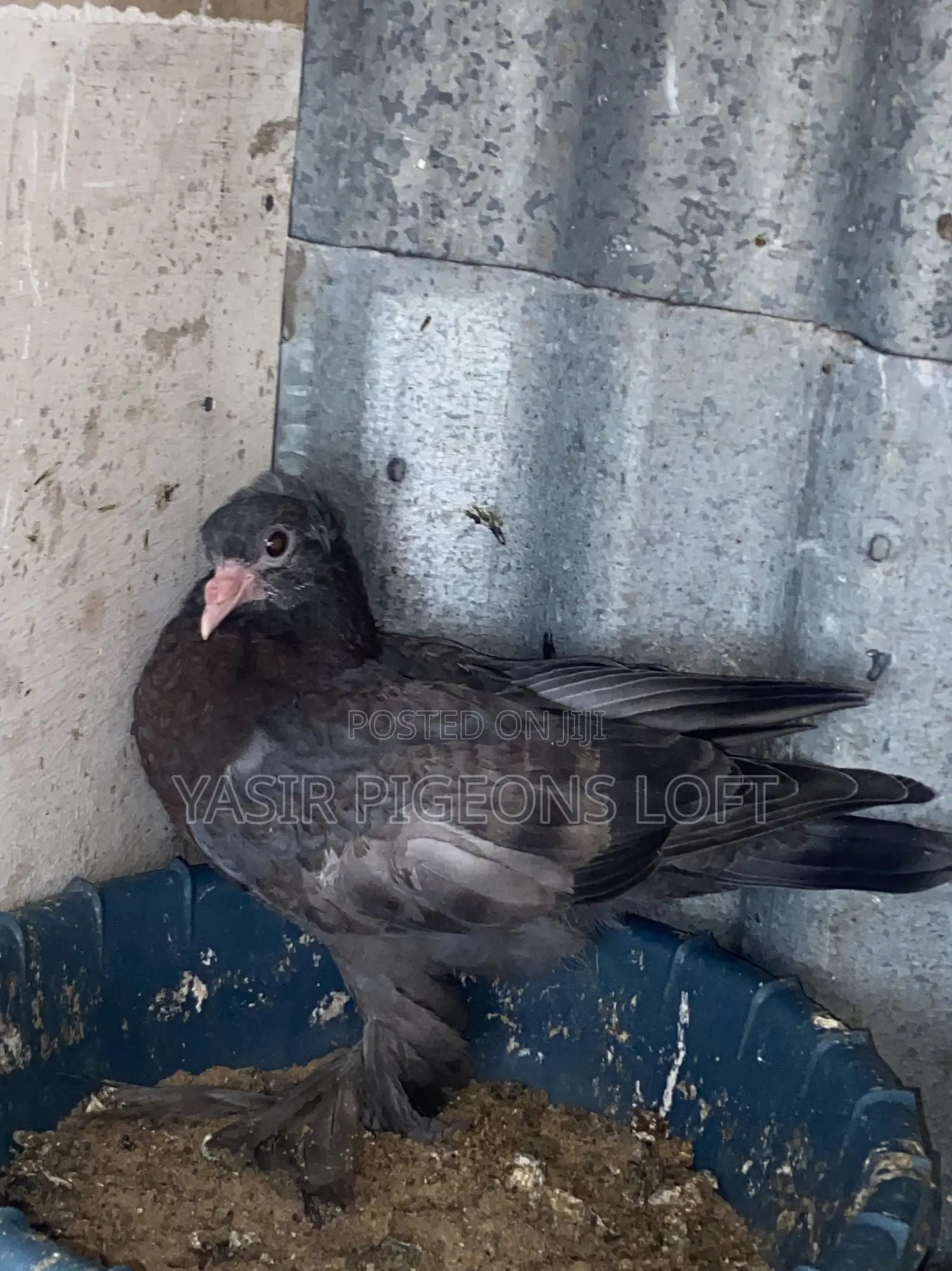 Hungerian Pigeons