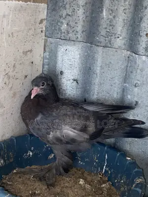 Hungerian Pigeons