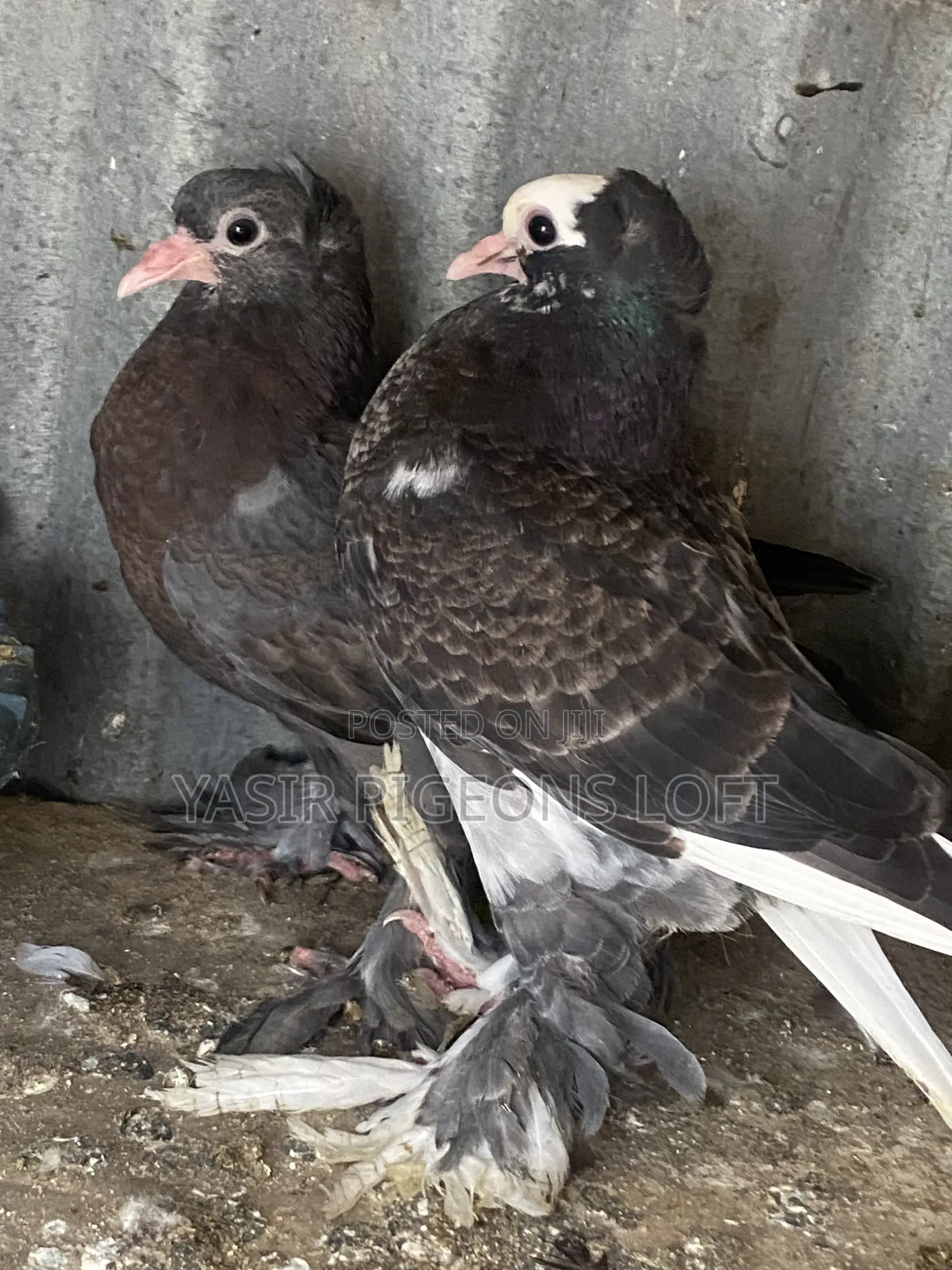 Hungerian Pigeons