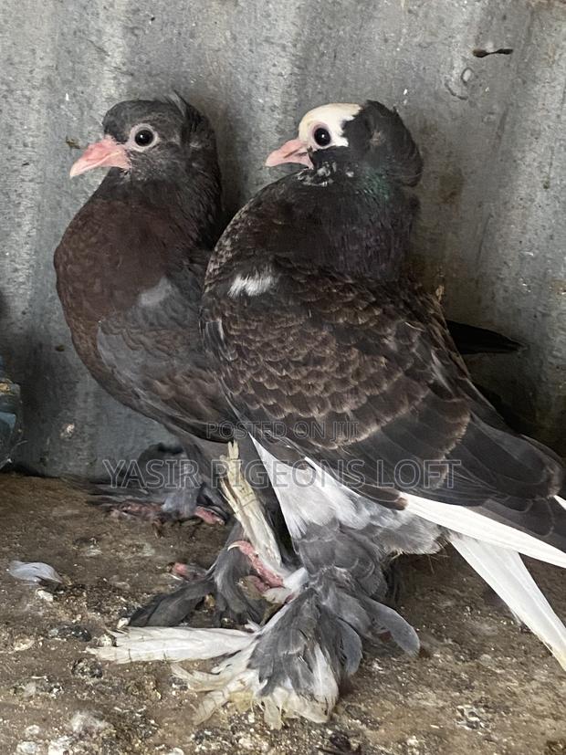 Hungerian Pigeons