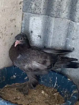 Hungerian Pigeons
