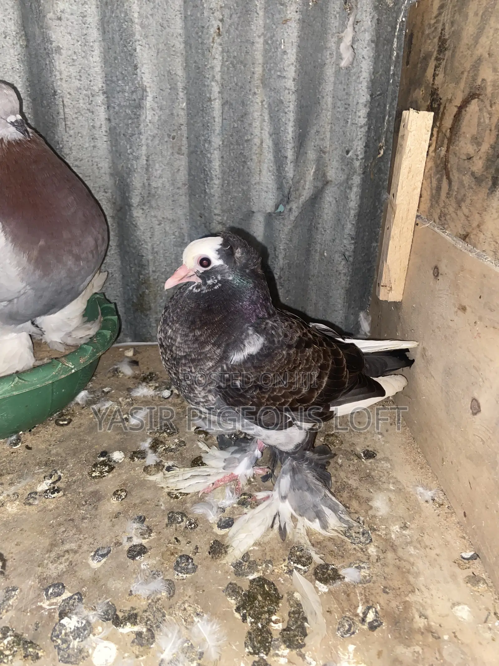 Hungerian Pigeons