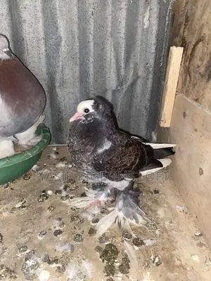 Hungerian Pigeons