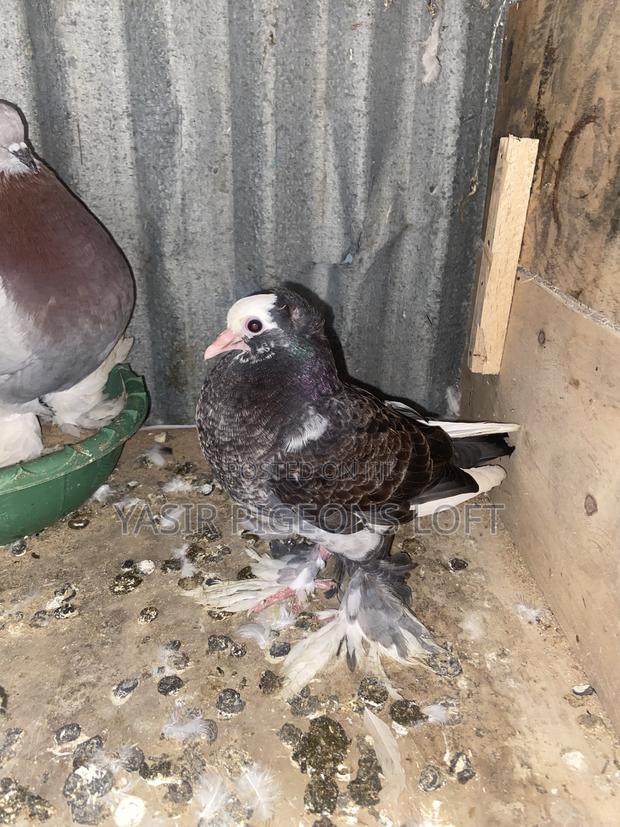 Hungerian Pigeons - thumbnail 3