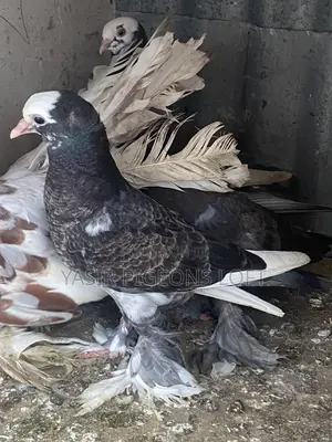 Hungerian Pigeons
