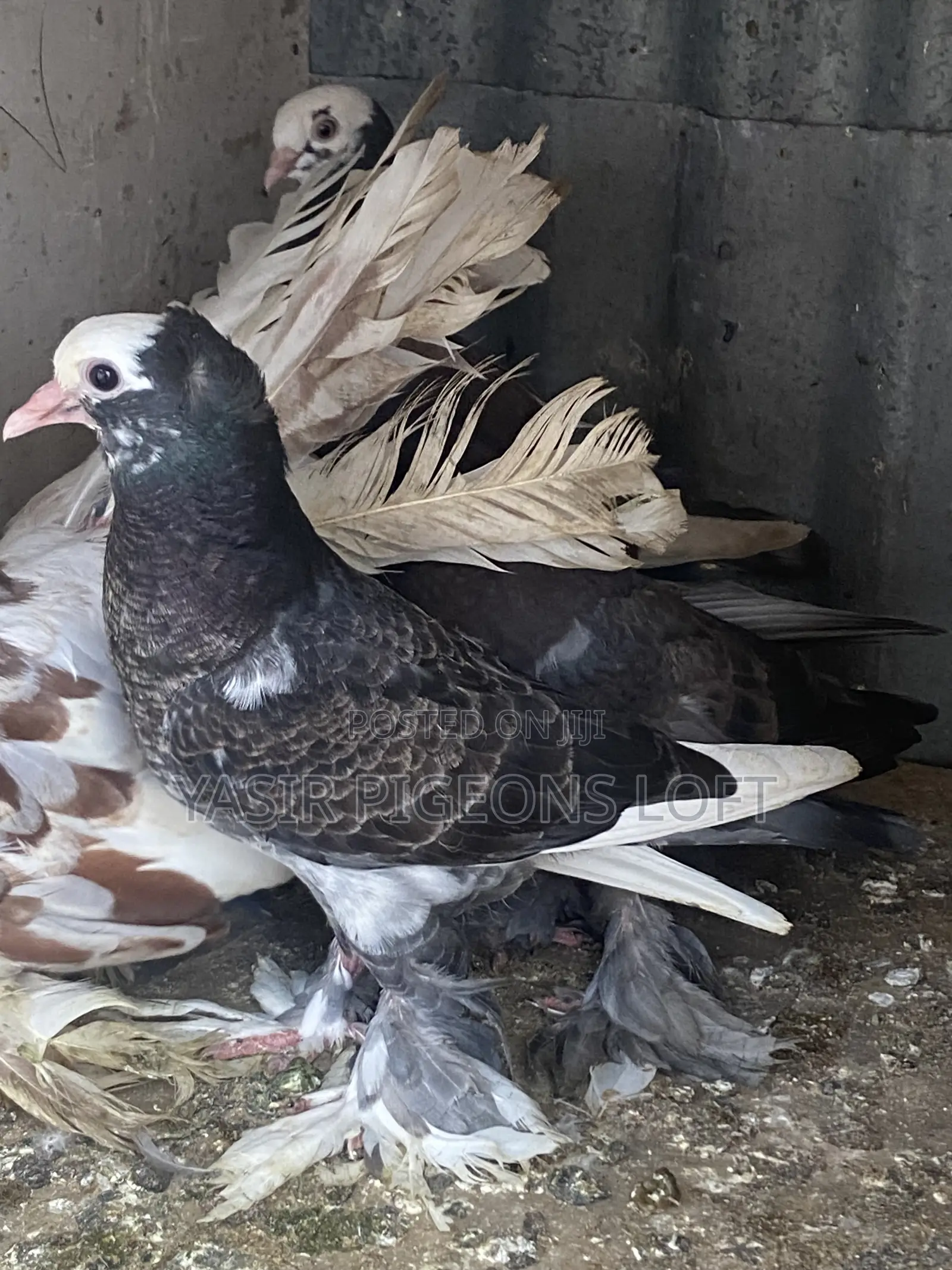 Hungerian Pigeons
