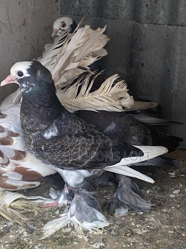Hungerian Pigeons - thumbnail 6