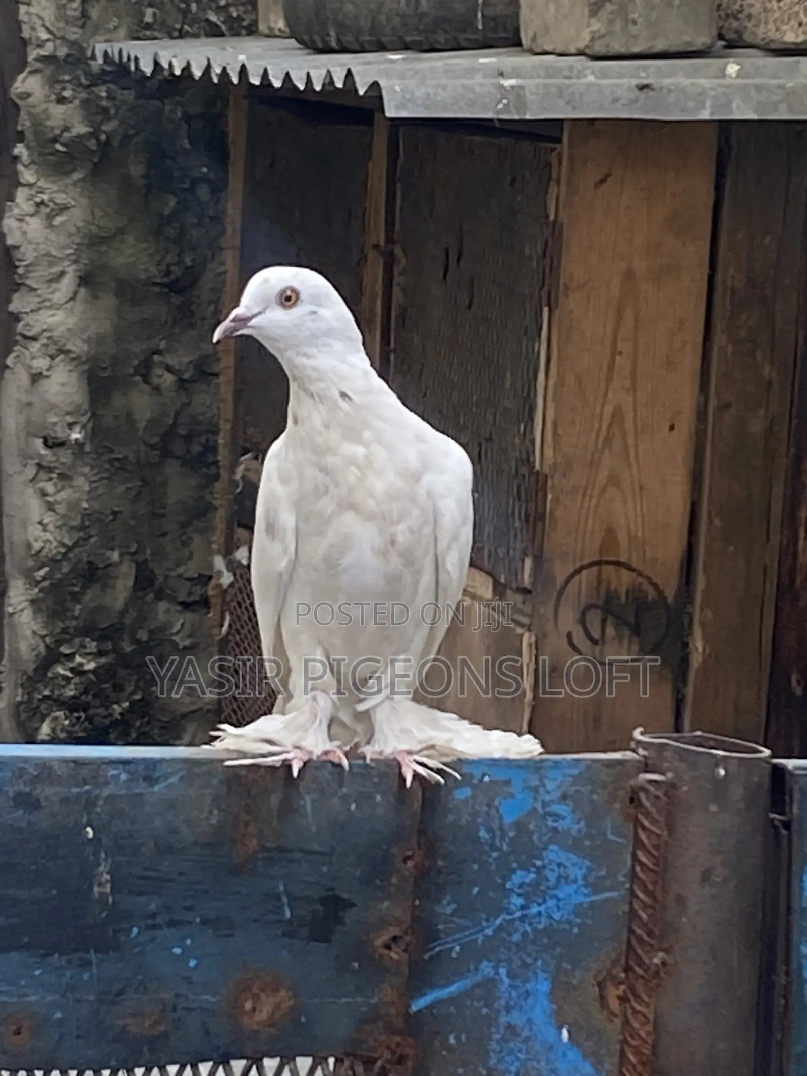 Booted Pigeons
