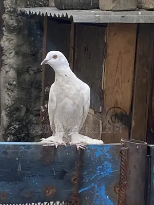 Booted Pigeons