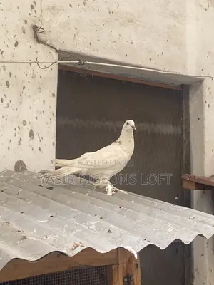 Booted Pigeons