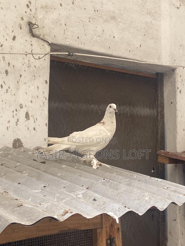 Booted Pigeons - thumbnail 2
