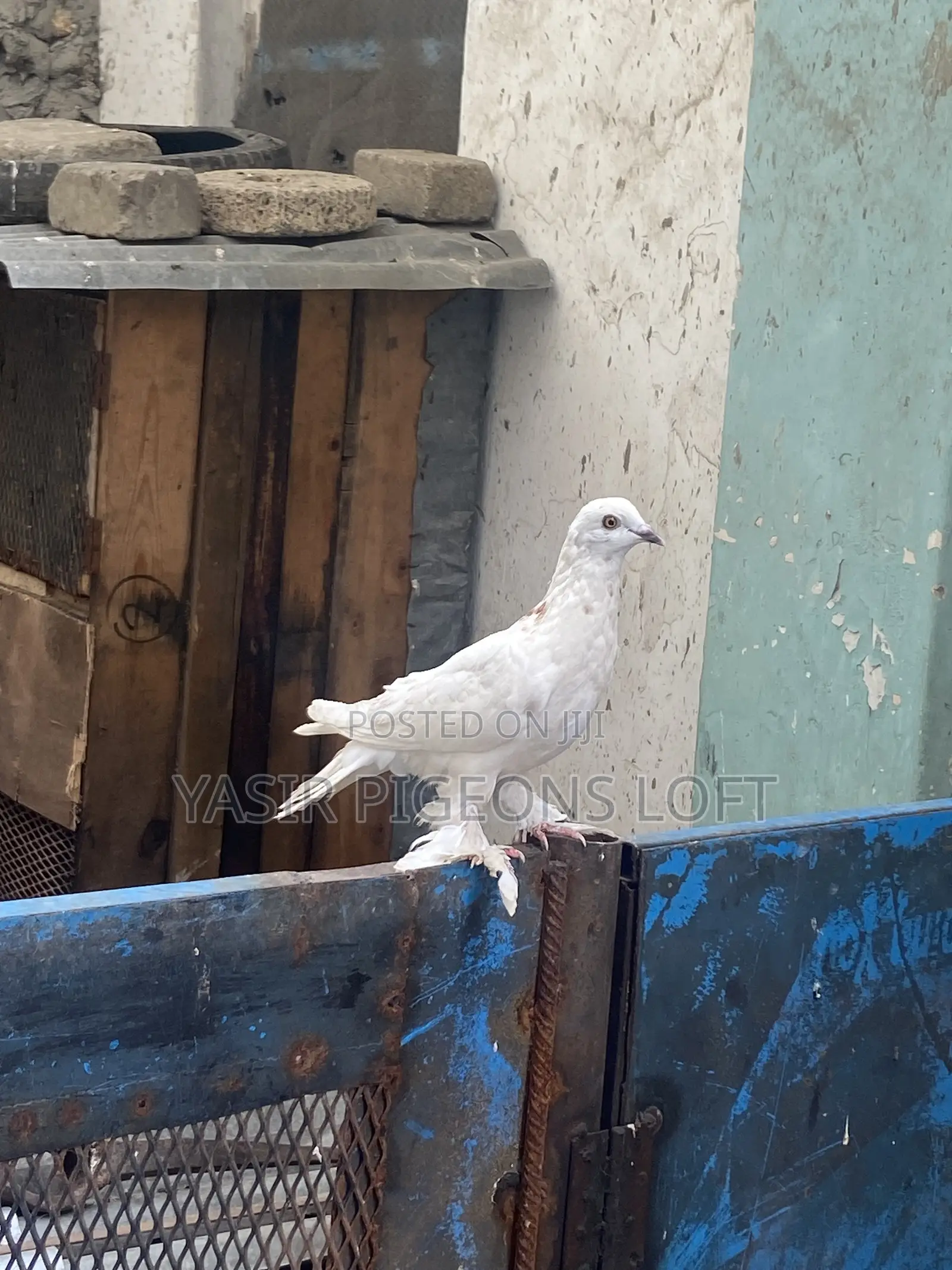 Booted Pigeons