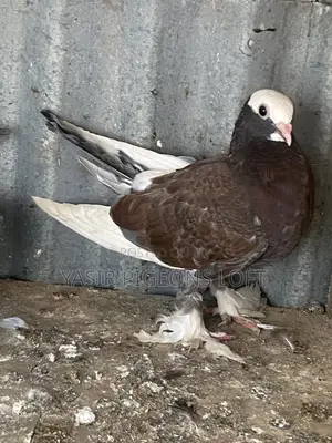Booted Pigeons